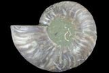 Agatized Ammonite Fossil (Half) - Crystal Chambers #103091-1